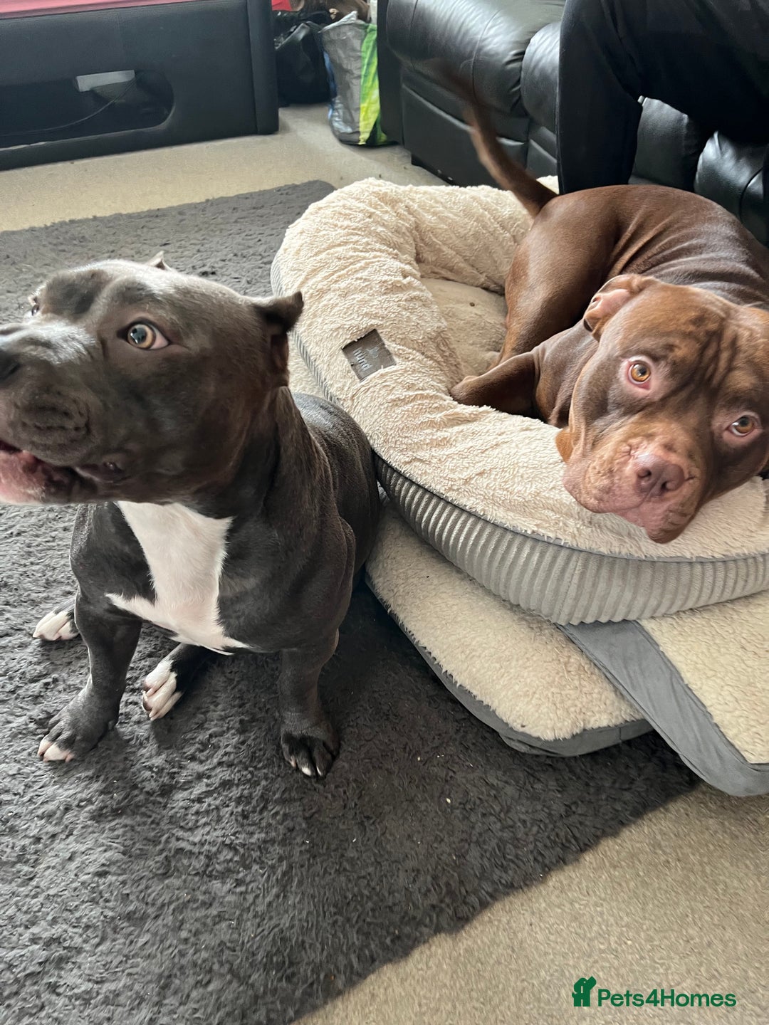 American Bully dogs for sale: Pocket bullies puppies for sale - Image 4