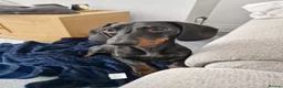Dachshund dogs for sale: Dachshund Milo - Advert 4