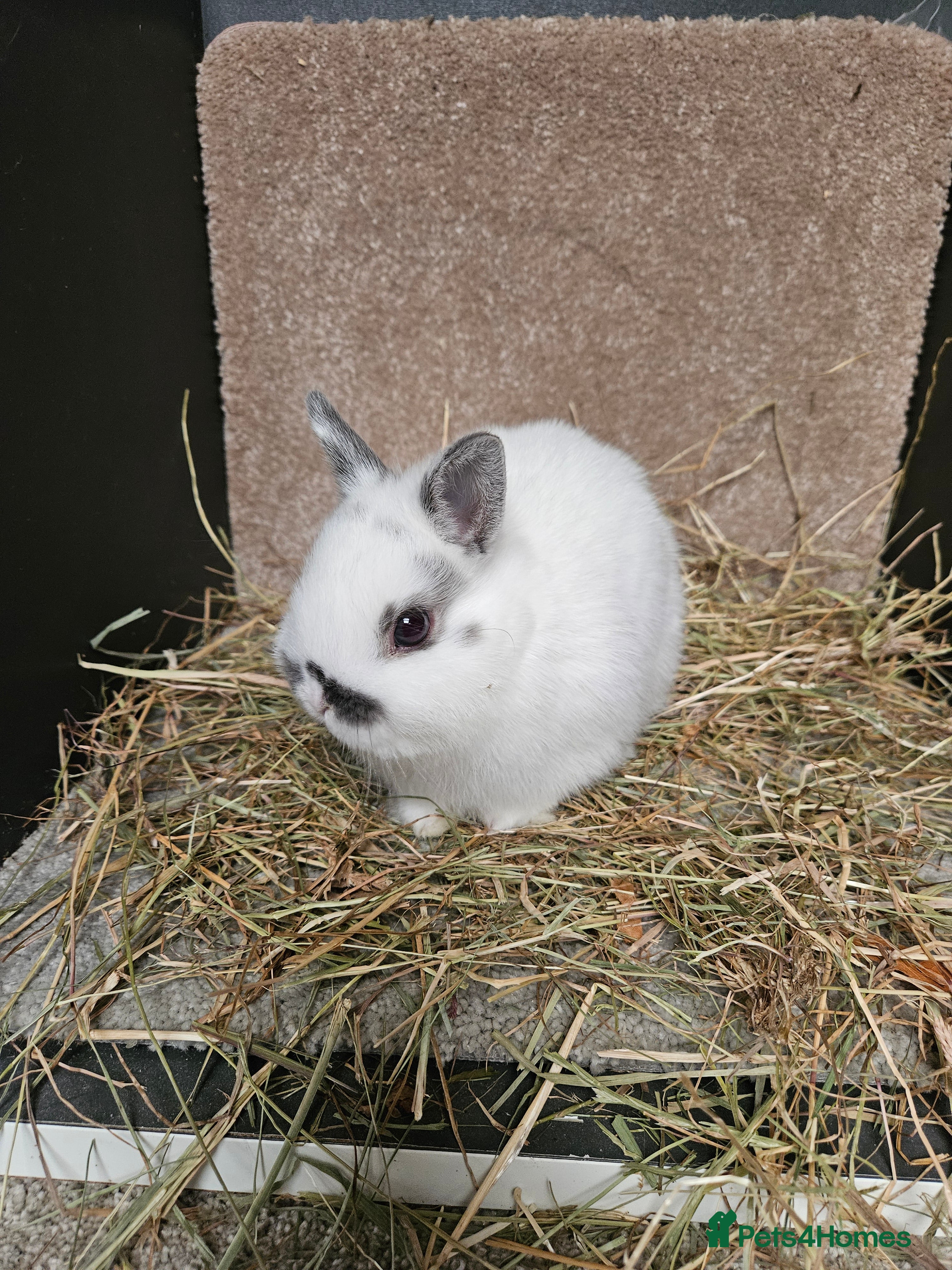Netherland Dwarf rabbits Pure Bred Netherland Dwarfs Bucks  - Advert 1