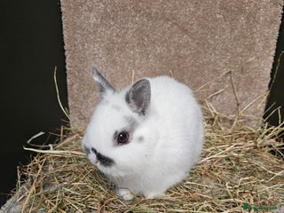 Netherland Dwarf rabbits Pure Bred Netherland Dwarfs Bucks - Advert 1