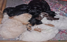 Cockapoo dogs for sale: Stunning F2 cockapoo puppies  - Image 5