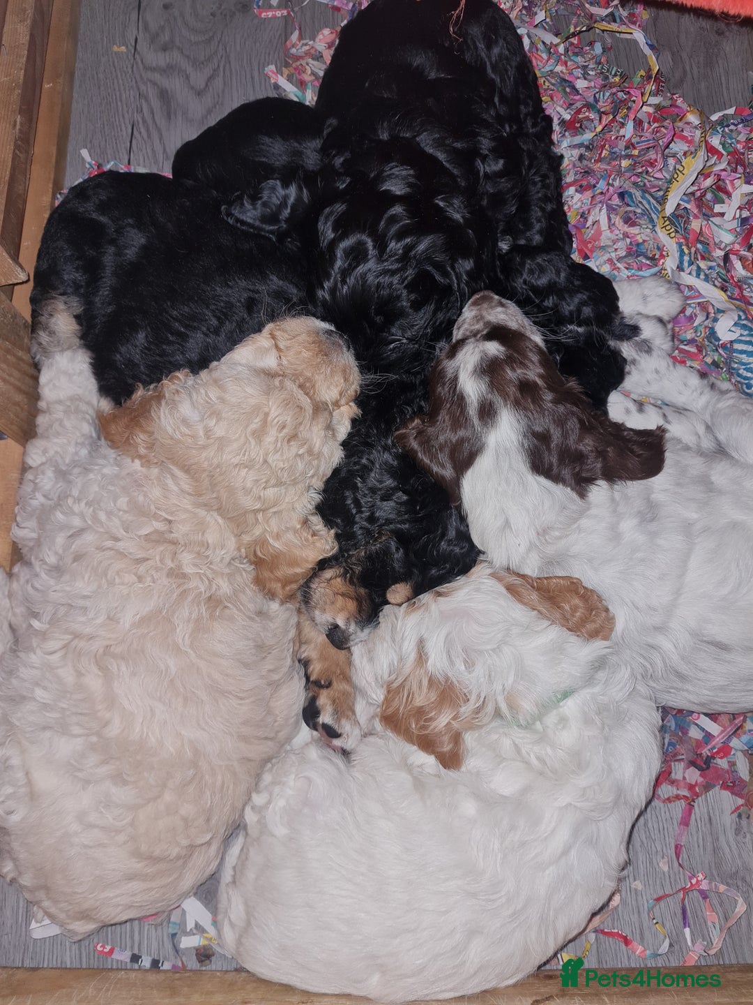 Cockapoo dogs for sale: Stunning F2 cockapoo puppies  - Image 5