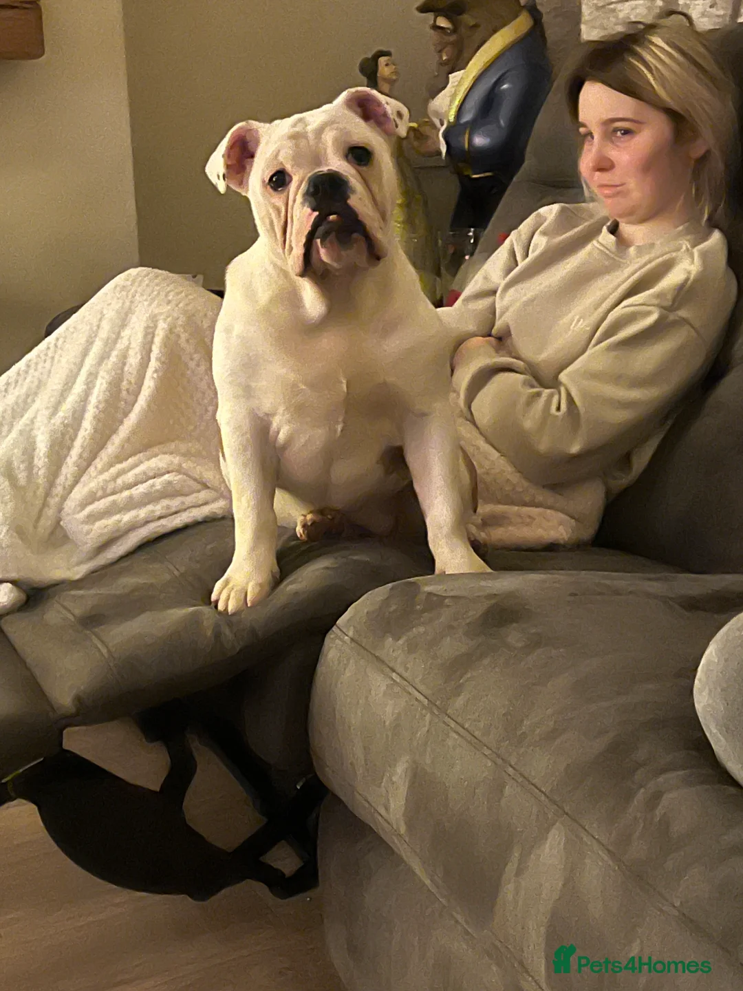 English Bulldog dogs for sale: British bulldog ,full pedigree & kcregistered - Advert 2