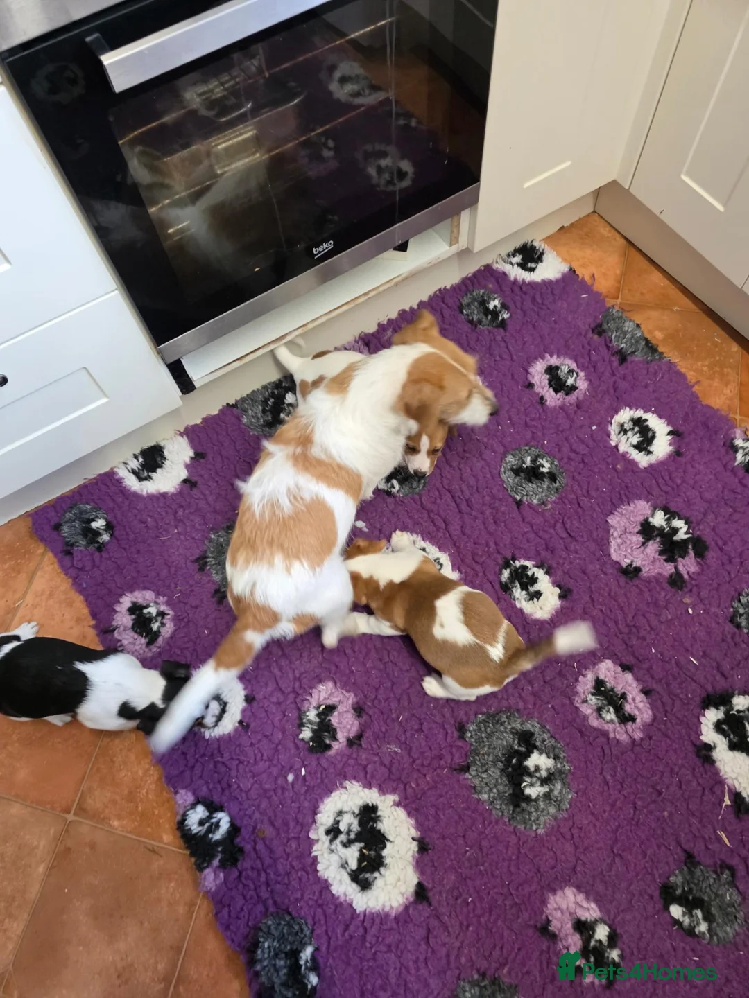 Jack Russell dogs for sale: Bred From Health Tested Parents - Advert 1