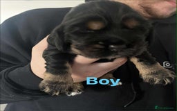 Cocker Spaniel dogs for sale: Kc reg show cocker spaniels. Heath tested parents - Image 3