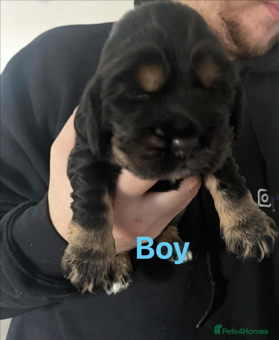 Cocker Spaniel dogs for sale: Kc reg show cocker spaniels. Heath tested parents - Image 3