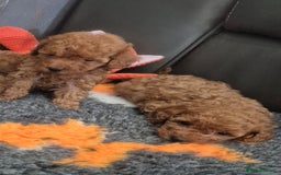 Miniature Poodle dogs for sale: KC Fox Red Miniature Poodle Boys - Image 5