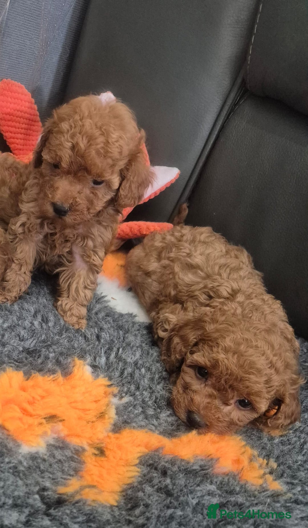 Miniature Poodle dogs for sale: KC Fox Red Miniature Poodle Boys - Image 5