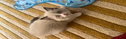 Ragdoll cats for sale: Ragdoll babies  - Advert 7