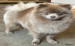 Pomapoo dogs for sale: Beautiful Pom puppies 🐶  - Image 7