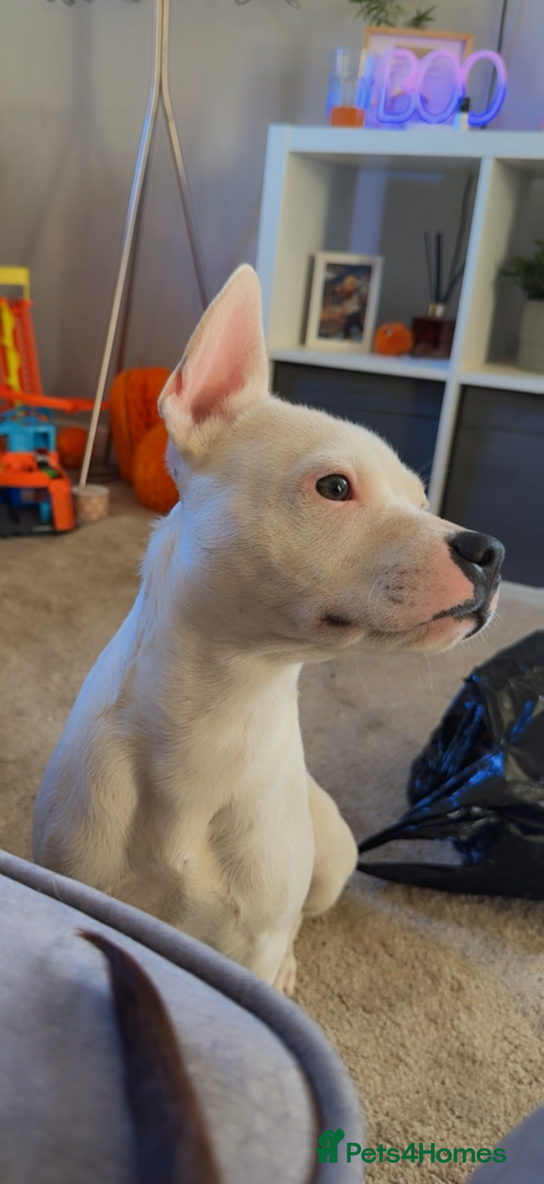 Mixed Breed dogs for sale: 🐾 Staffy x frenchie 🐾 - Image 2