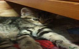 Mixed Breed cats for sale: Playful Tabby Kittens 😸  - Advert 7