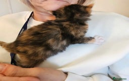 Mixed Breed cats for sale: Mixed Breed Kitten - Image 5