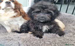 Cavapoo dogs for sale: F1 Cavapoo puppies - Image 4