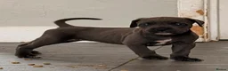 Cane Corso dogs for sale: X-Man Bloodline, Pedigree Cane Corso Puppies - Advert 21