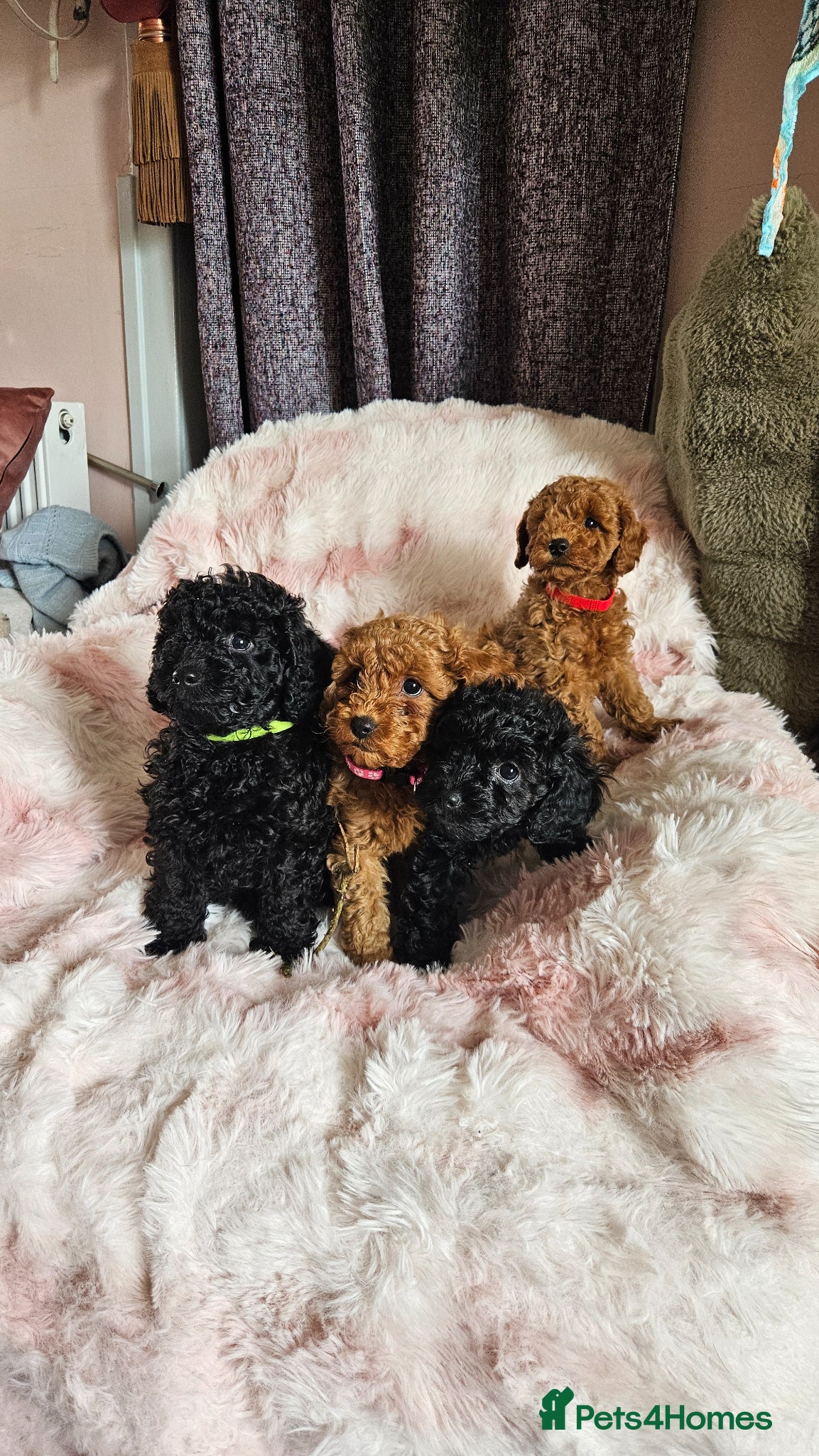 Toy Poodle dogs Beautiful apricot/Black toy poodle for sale  - Advert 7