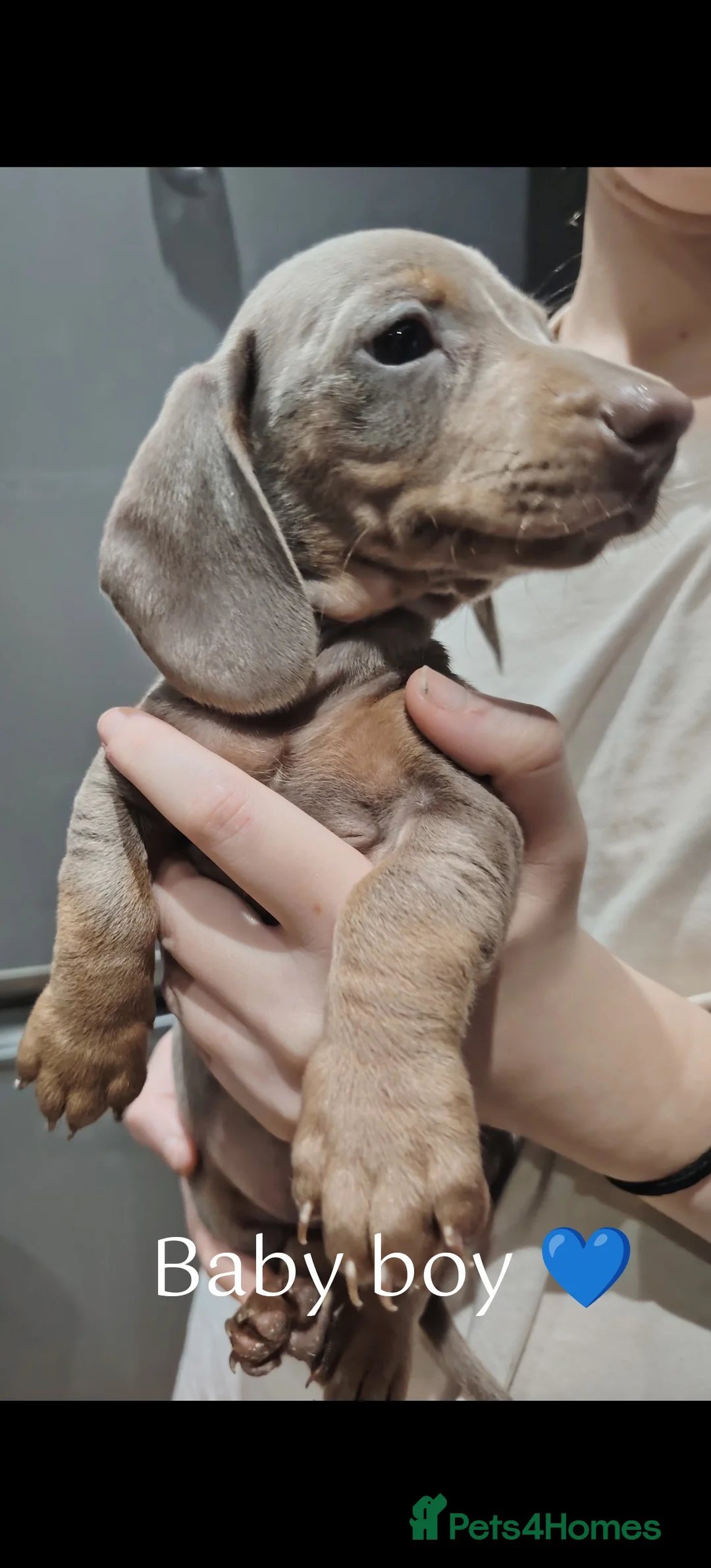 Miniature Dachshund dogs for sale: Miniature dachshund  - Advert 5