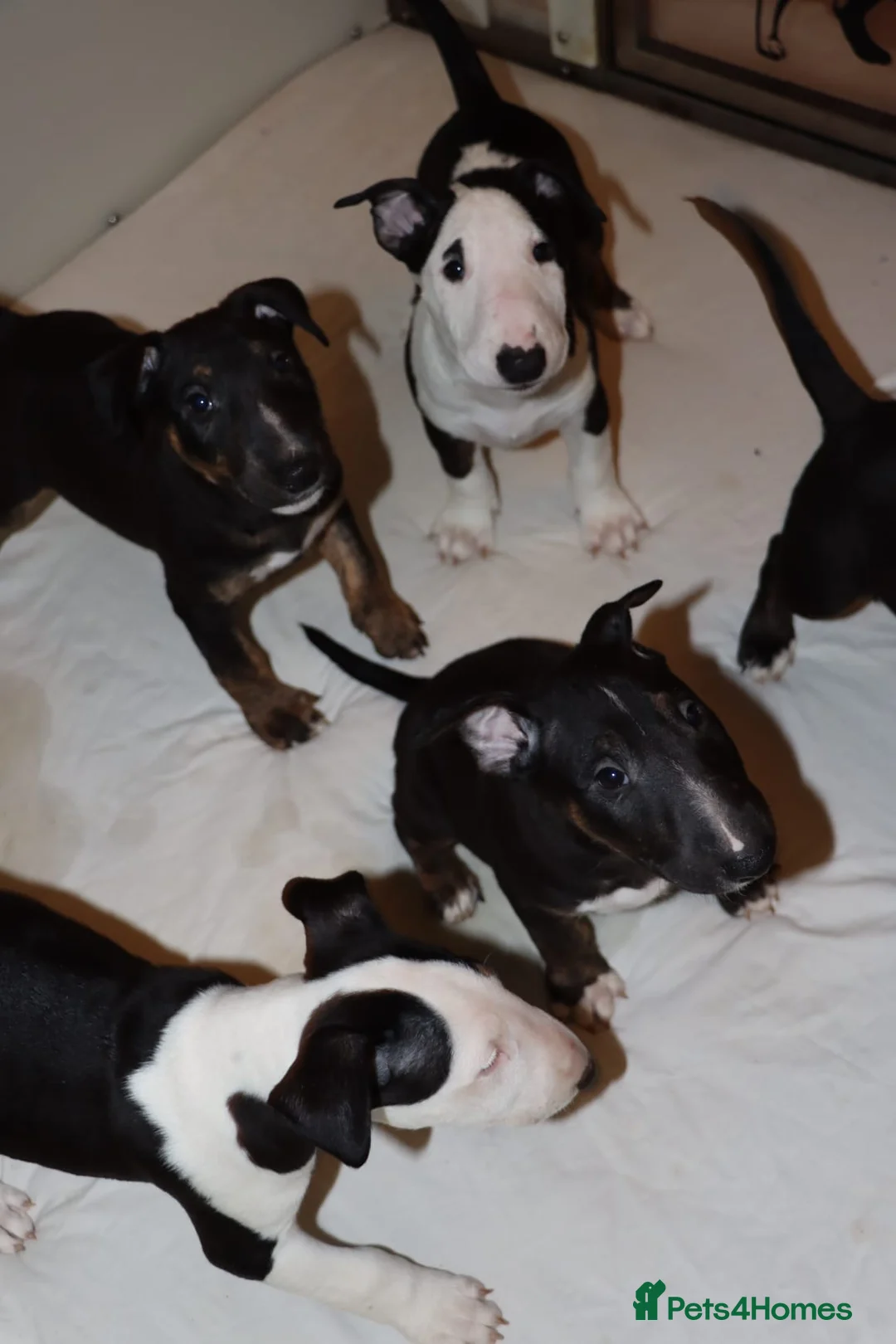 English Bull Terrier dogs for stud: FULL HEATH CHECKED QUALITY STUD 🥇 in Newport Pagnell - Advert 18