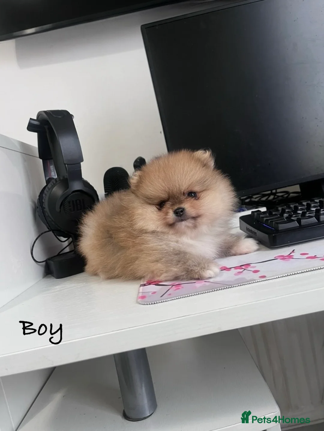 Pomeranian dogs for sale: Top Quality 🐻 Teddy Faced  - Advert 7
