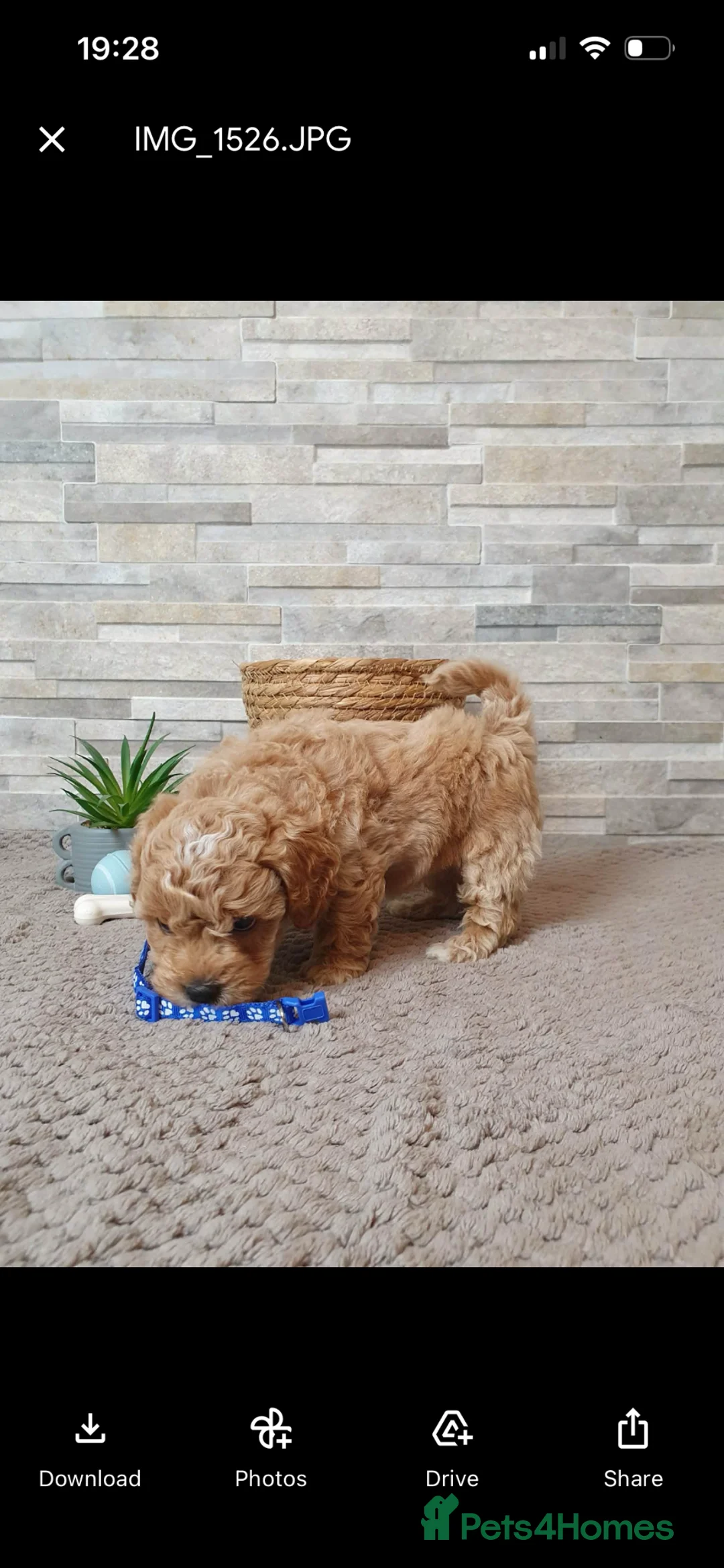 Poochon dogs for sale: Beautiful Poochon puppies! - Advert 2