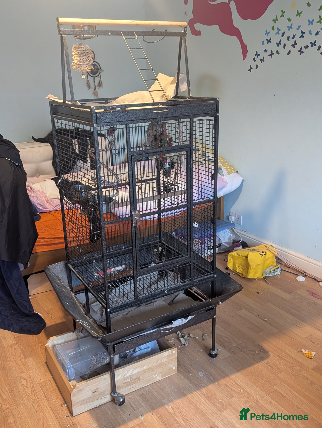 Ringnecks birds for sale: Green ring neck -Free to the right home - Advert 3