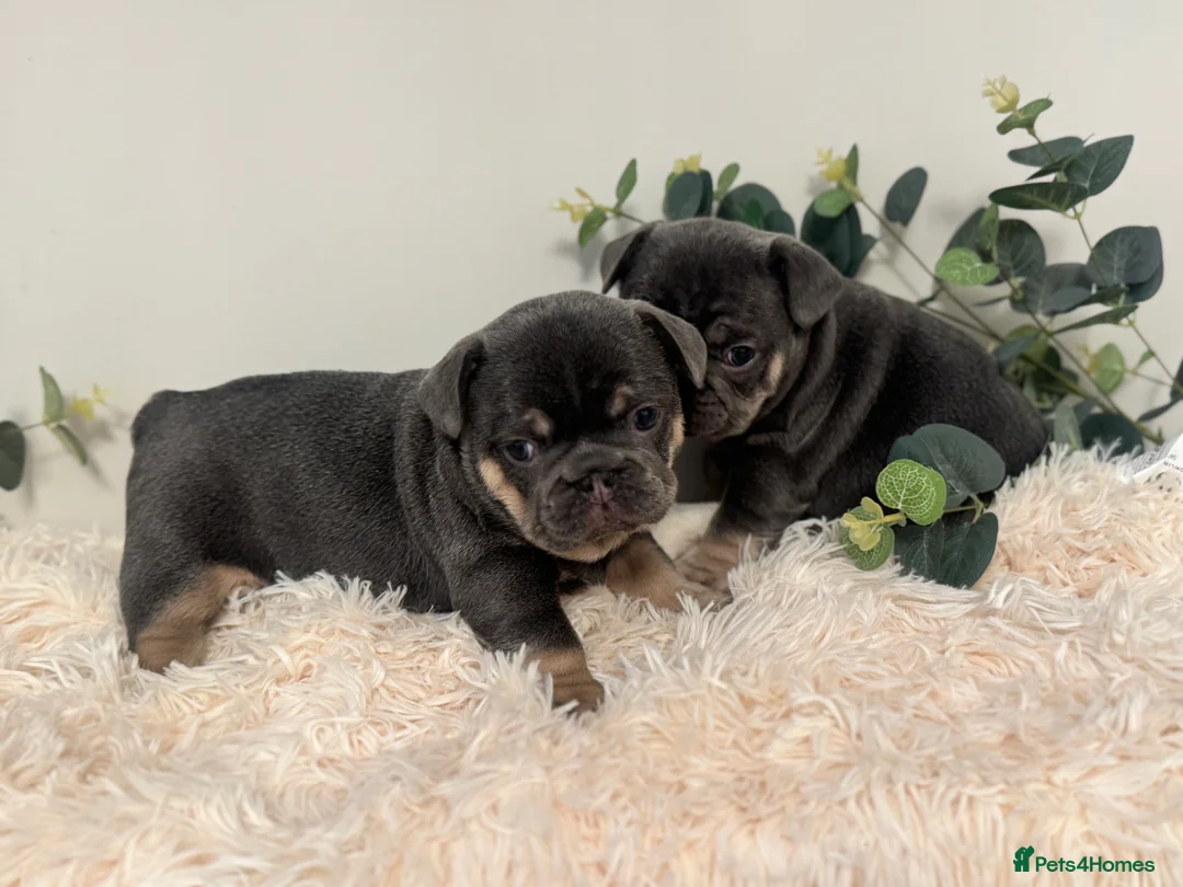 French Bulldog dogs for sale: Beautiful KC Registered French Bulldog Boys  - Advert 7