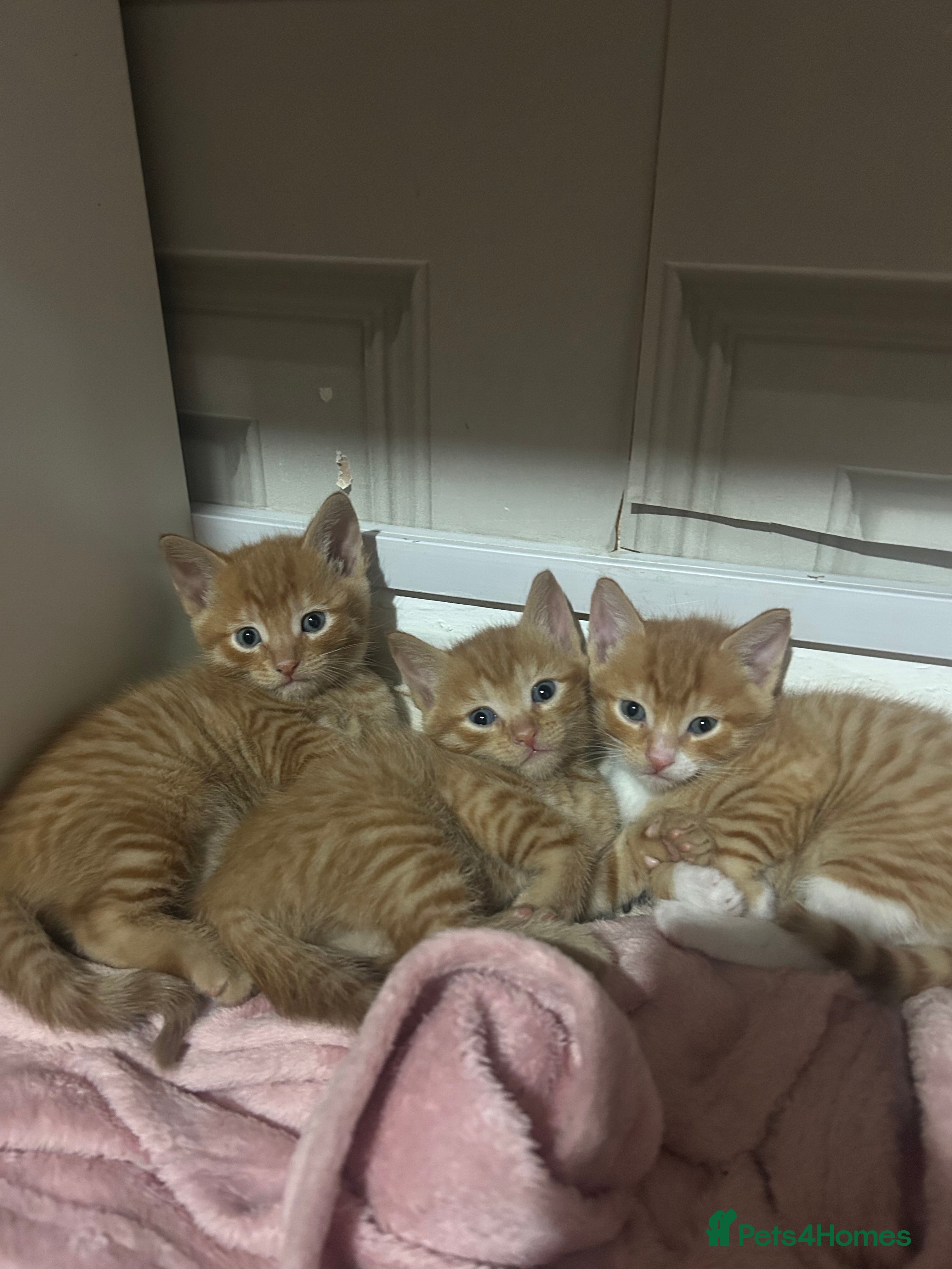 Mixed Breed cats orange mixed breed kittens  - Advert 2