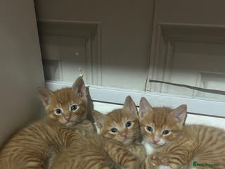 Mixed Breed cats orange mixed breed kittens - Advert 2