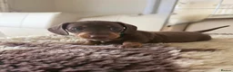 Miniature Dachshund dogs for sale: Miniature Dachshund Puppies  in Sheerness - Advert 3