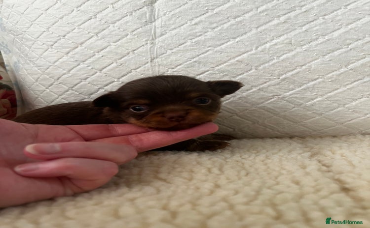 Chihuahua dogs - Advert 4