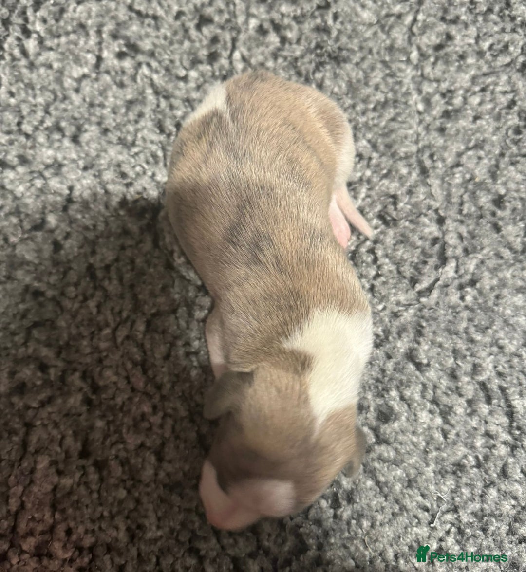 Whippet dogs for sale: Kc reg whippets  - Advert 5