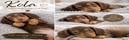 Dachshund dogs for sale: Stunning kc reg miniature dachshunds  in Castle Douglas - Advert 1