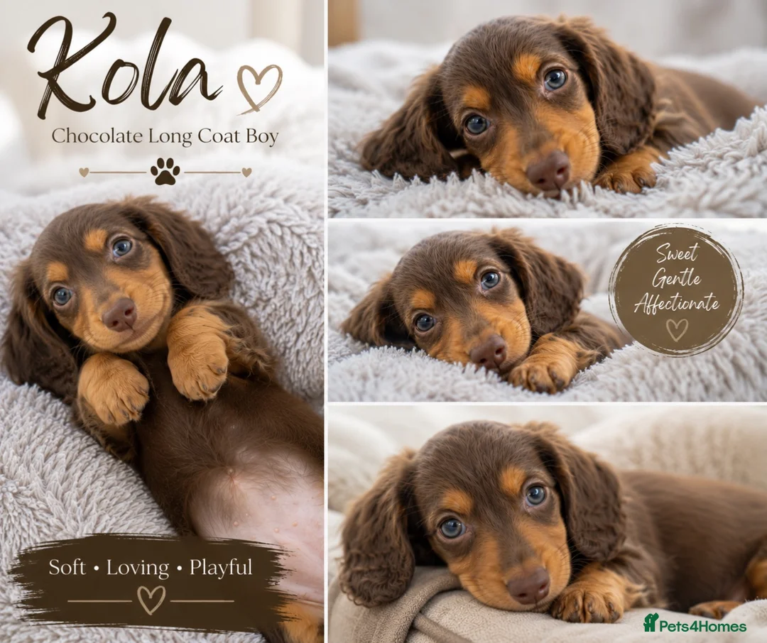 Dachshund dogs for sale: Stunning kc reg miniature dachshunds  in Castle Douglas - Advert 1