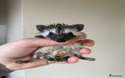 Pygmy Hedgehog rodents for sale: 1x male hoglet available to reserve  - Image 1