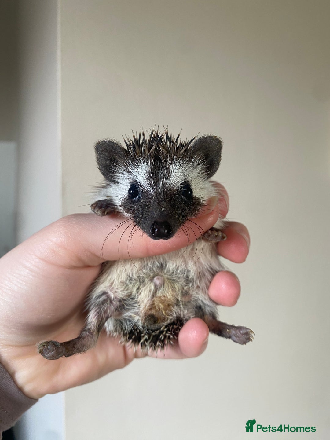 Pygmy Hedgehog rodents for sale: 1x male hoglet available to reserve  - Image 1