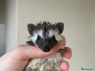 Pygmy Hedgehog rodents - Advert 3