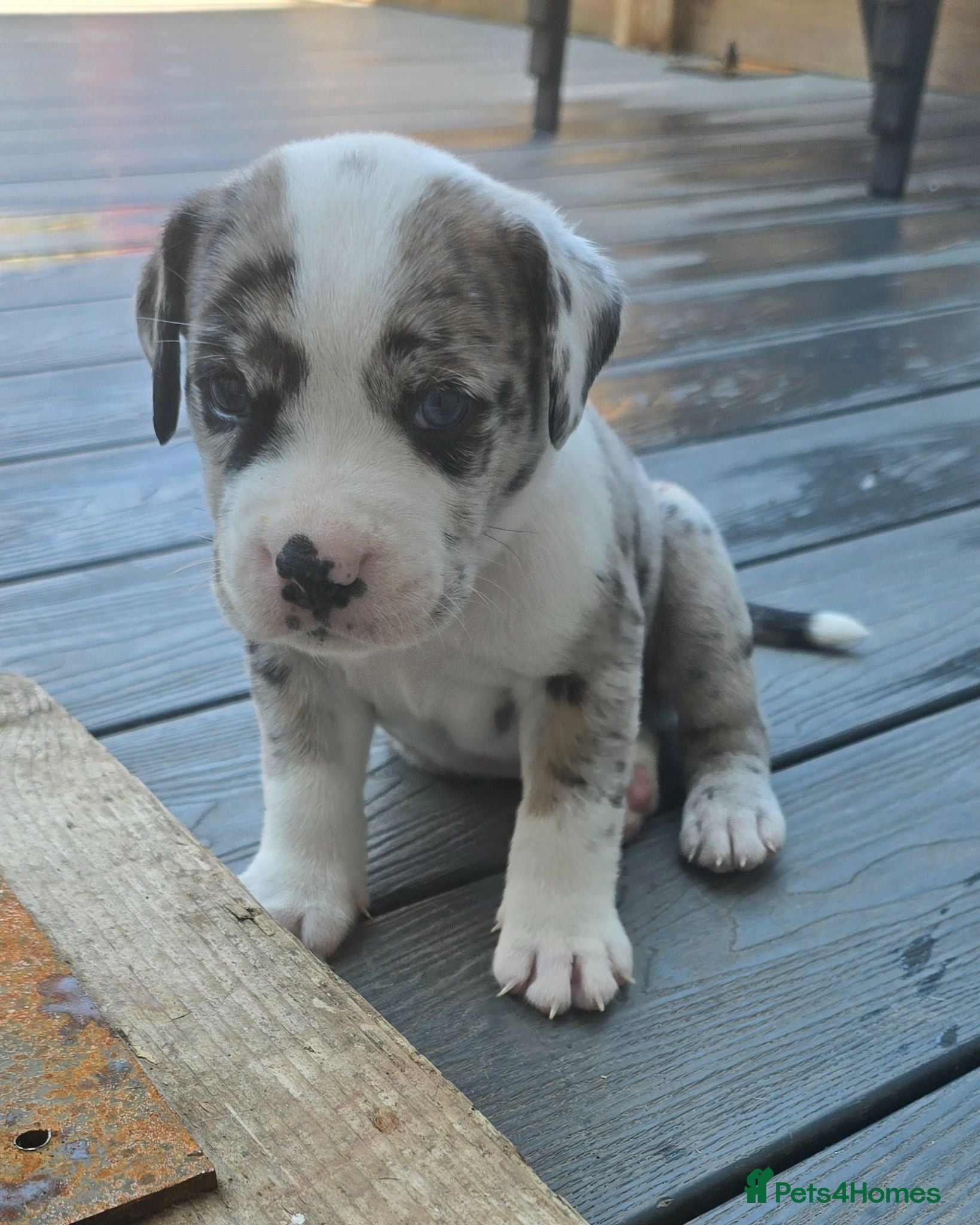 Mixed Breed dogs Cane corso border collie puppies  - Advert 15
