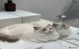 Ragdoll cats for sale: Tica Seal Lynx Tabby Point Bicolor Active Female  - Image 8
