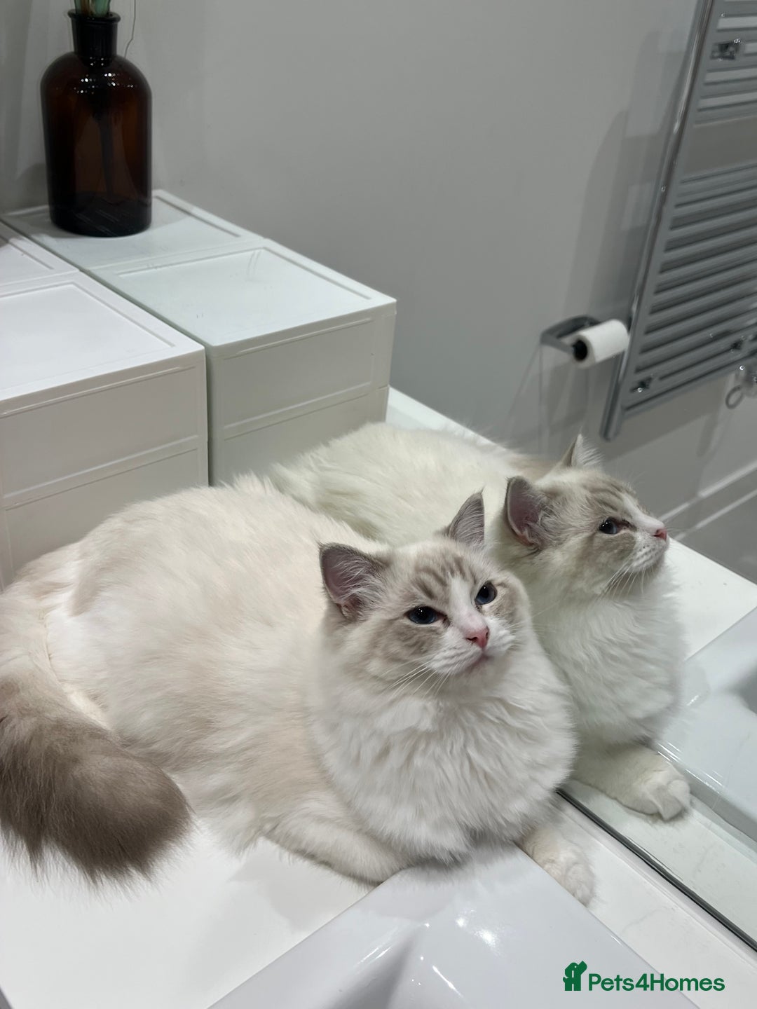 Ragdoll cats for sale: Tica Seal Lynx Tabby Point Bicolor Active Female  - Image 8