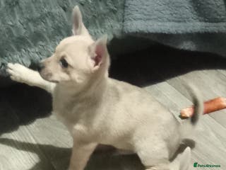 Chihuahua dogs BOY SMOOTH COAT CHIHUAHUA PUPPY - Advert 4