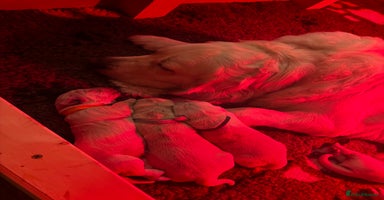 Golden Retriever dogs Beautiful KC Registered Golden Retriever Puppies - Advert 11