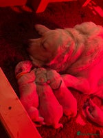 Golden Retriever dogs Beautiful KC Registered Golden Retriever Puppies - Advert 2