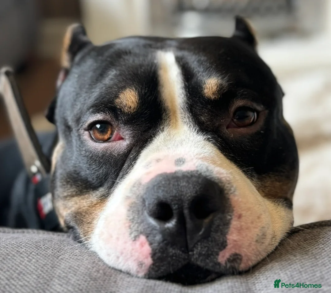 Mixed Breed dogs for sale: 4 year old microbully - Advert 8