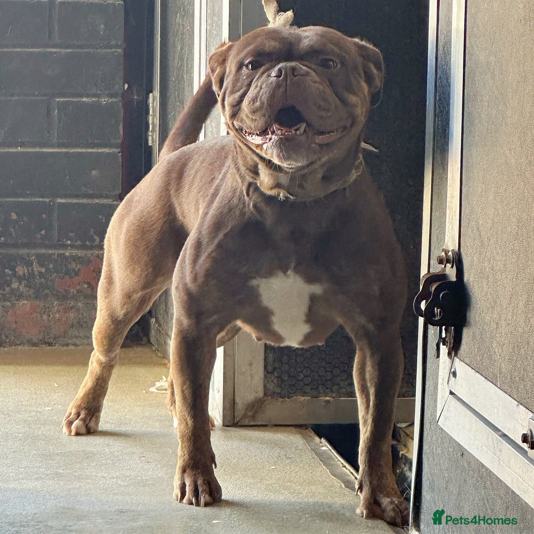 Olde English Bulldogge dogs for sale: 23 years experience, 5⭐️council approved licensed - Advert 2