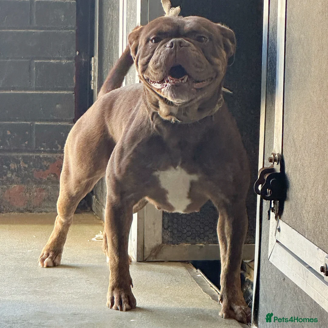 Olde English Bulldogge dogs for sale: 23 years experience, 5⭐️council approved licensed - Advert 2