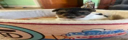Fox Terrier dogs for sale: 4 stunning fox terrier puppies for sale  - Advert 20