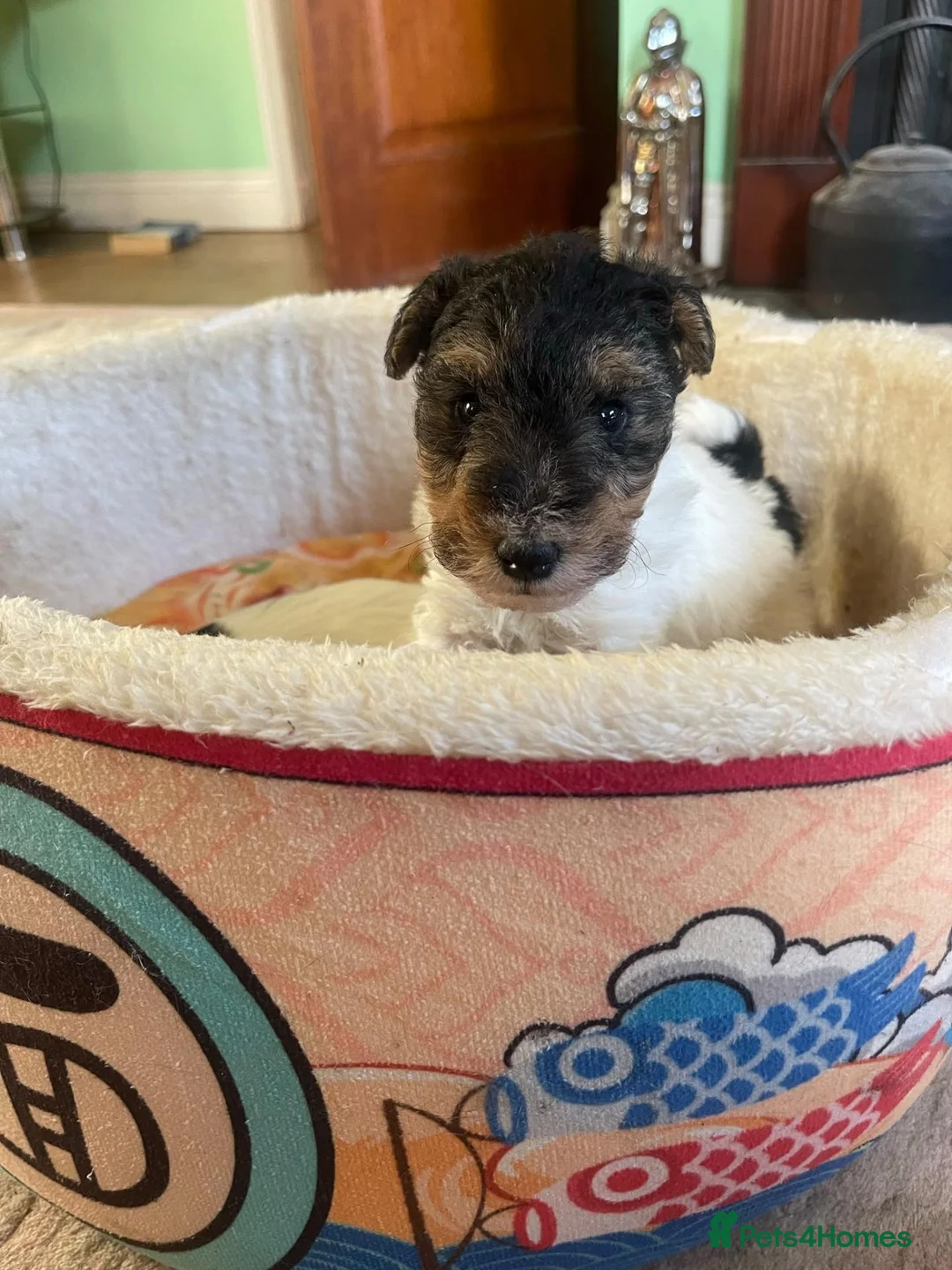 Fox Terrier dogs for sale: 4 stunning fox terrier puppies for sale  - Advert 20