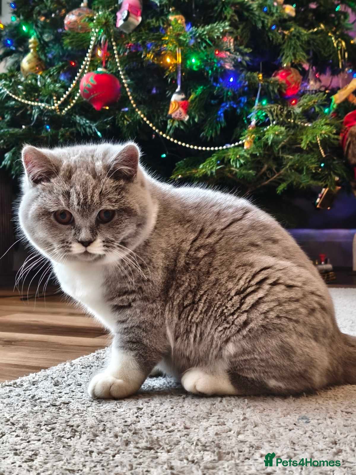 British Shorthair cats  GCCF Registered British Shorthair - Advert 3