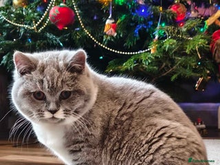 British Shorthair cats GCCF Registered British Shorthair - Advert 4