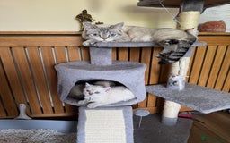 British Shorthair cats for sale:  British shorthair colourpoint pedigree kittens  - Image 16